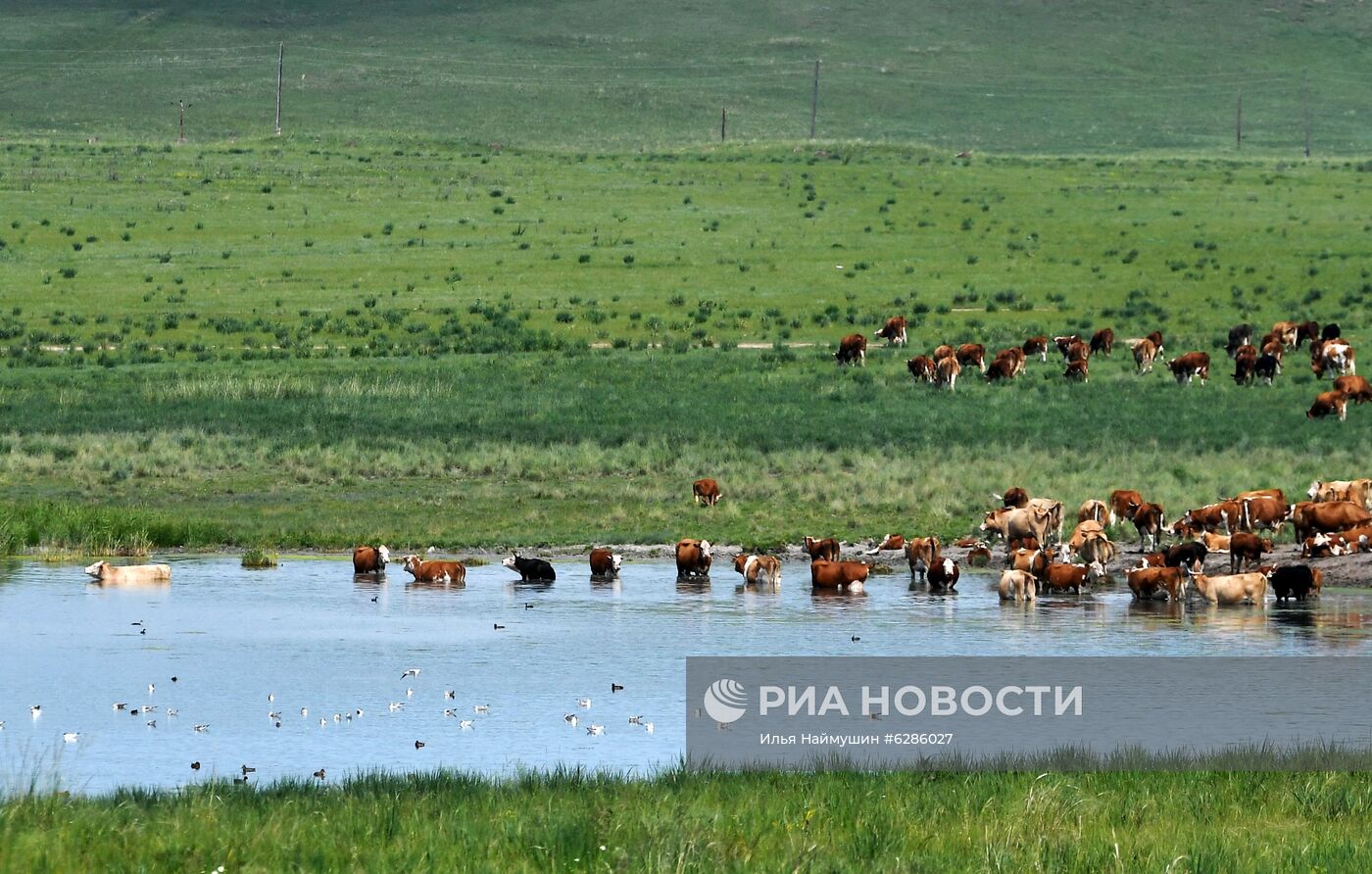 Коровы на пастбище в Хакасии