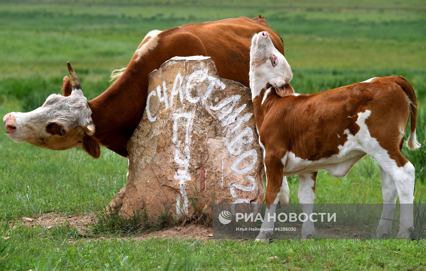 Коровы на пастбище в Хакасии