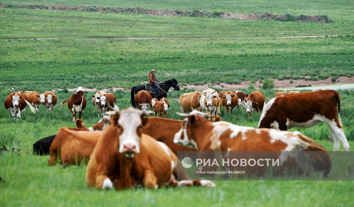 Коровы на пастбище в Хакасии