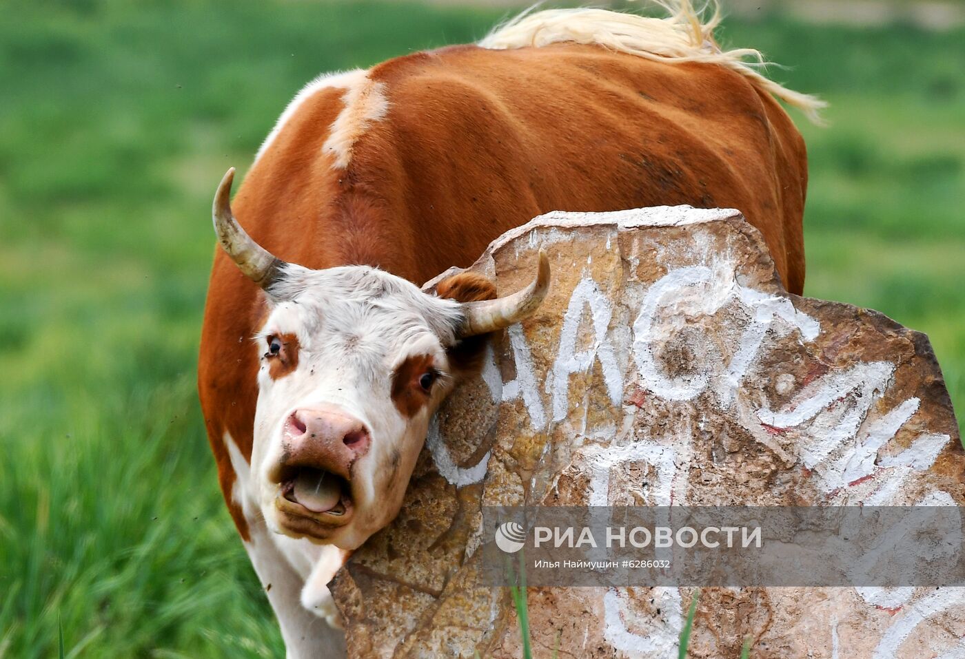 Коровы на пастбище в Хакасии