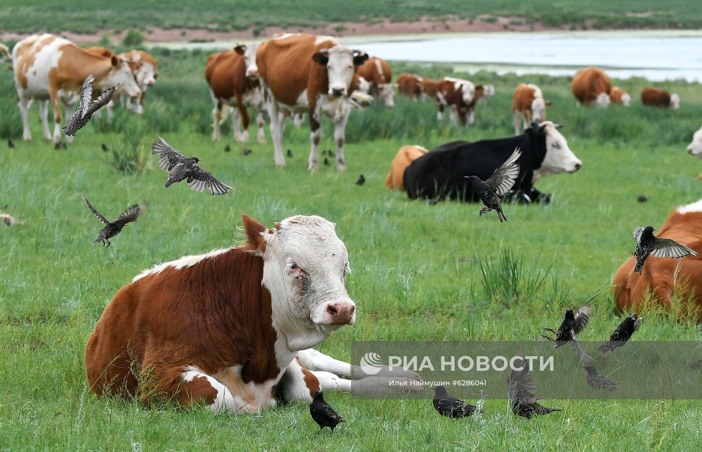 Коровы на пастбище в Хакасии