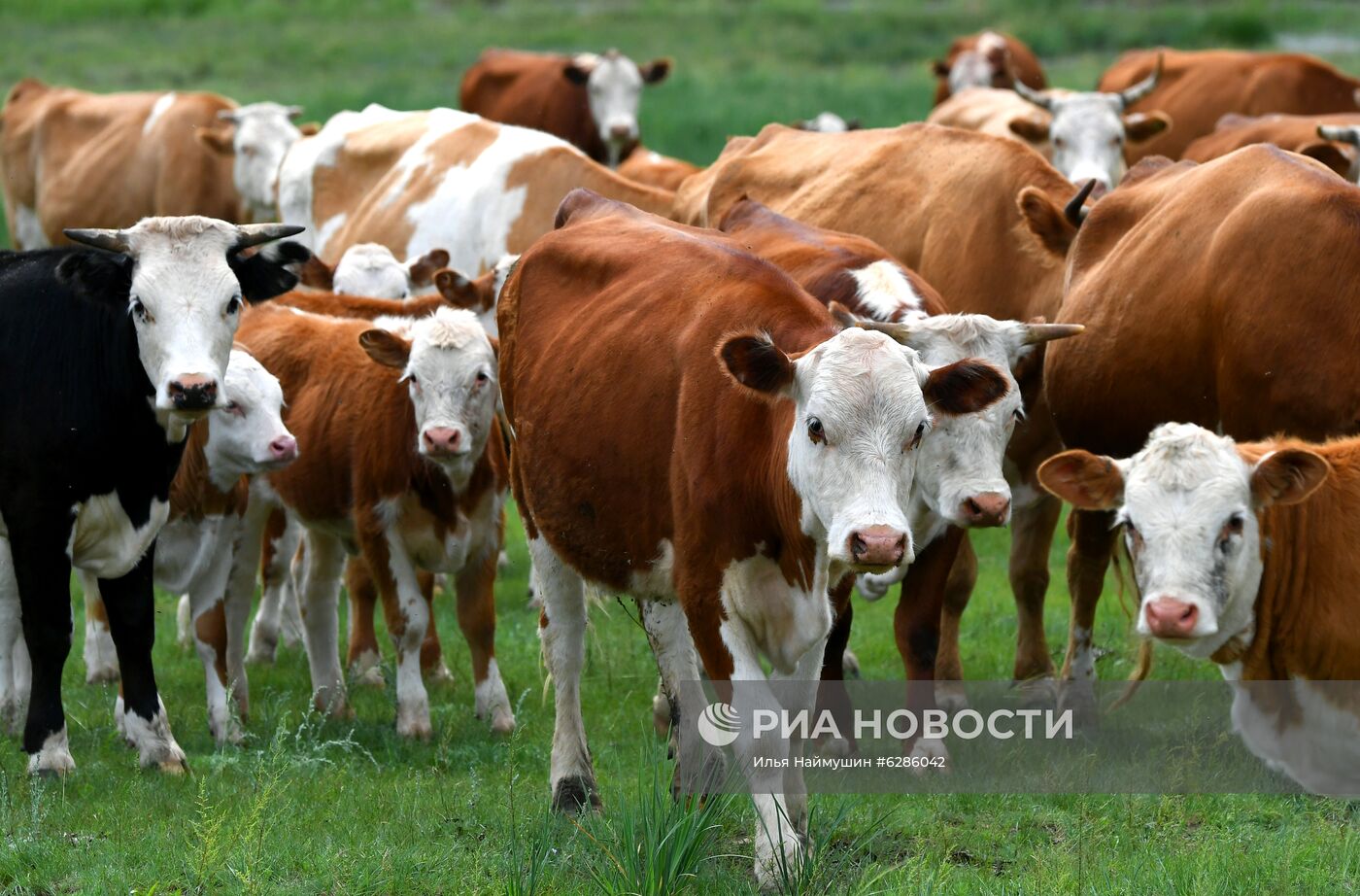 Коровы на пастбище в Хакасии
