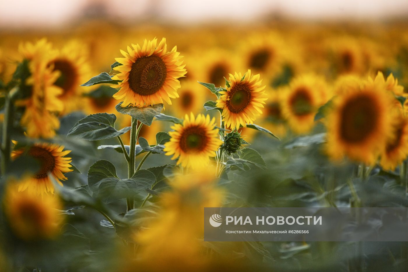 Цветение подсолнечника в Крыму