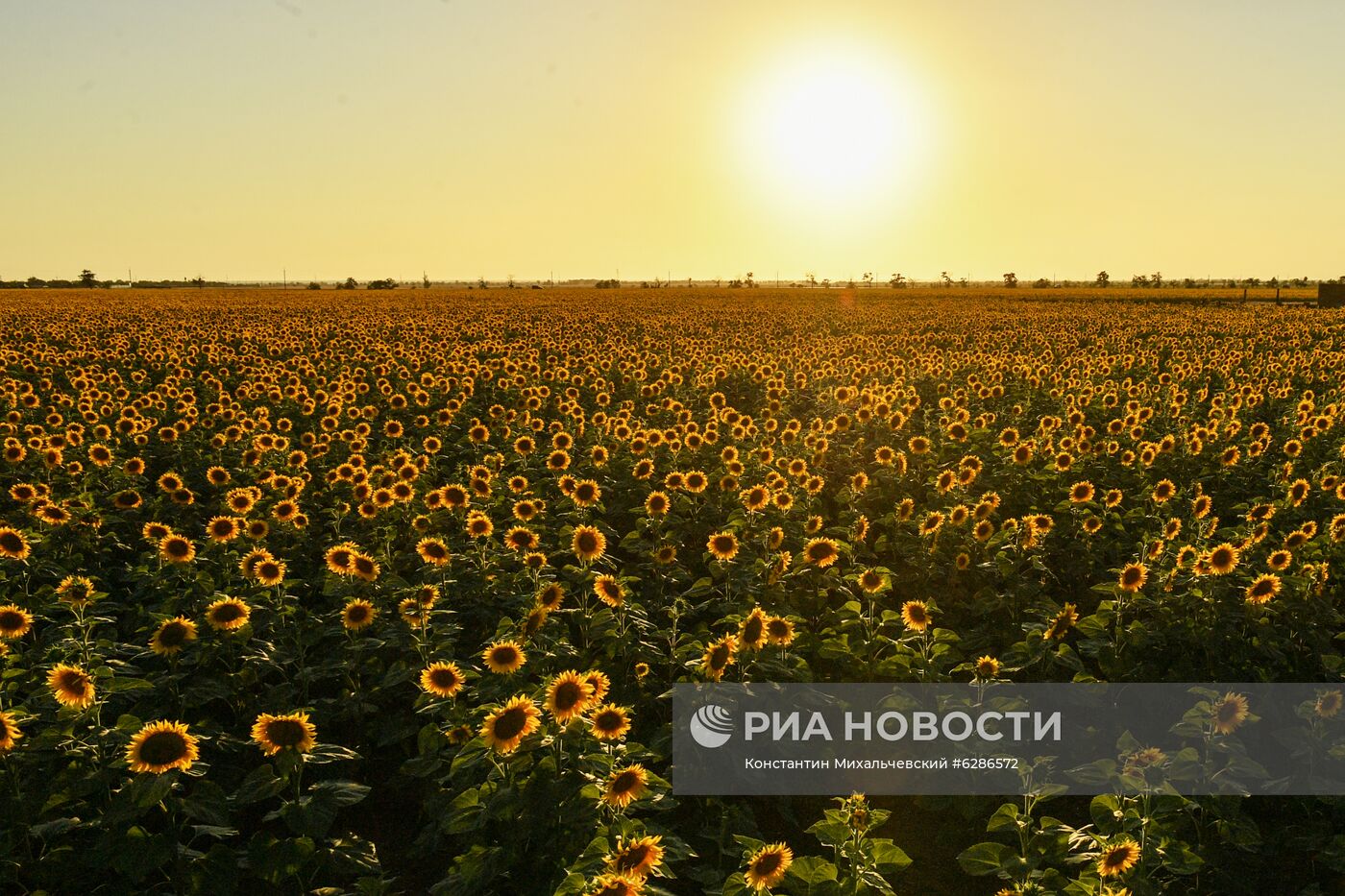 Цветение подсолнечника в Крыму