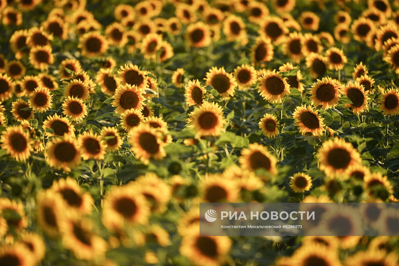 Цветение подсолнечника в Крыму