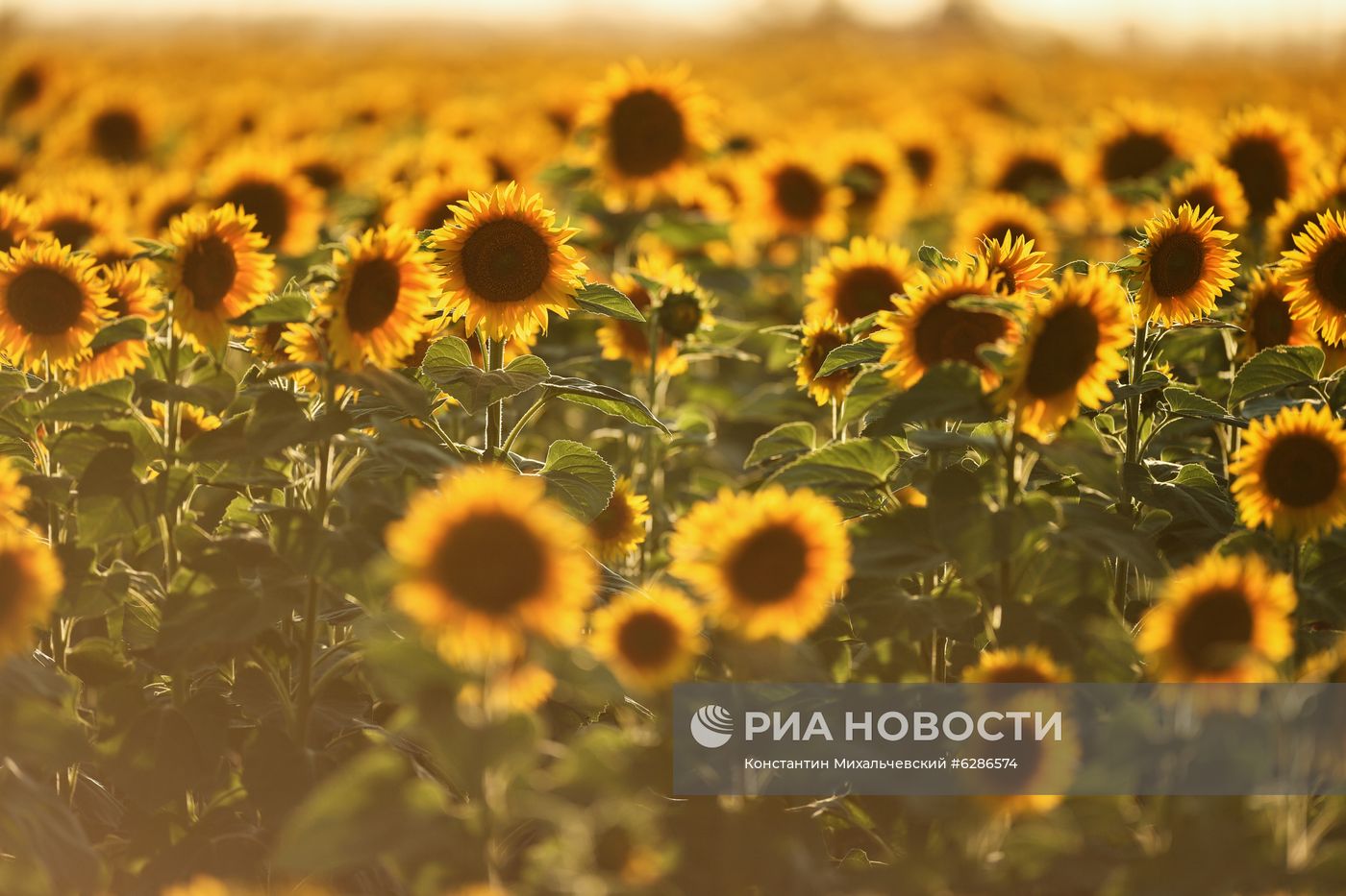 Цветение подсолнечника в Крыму