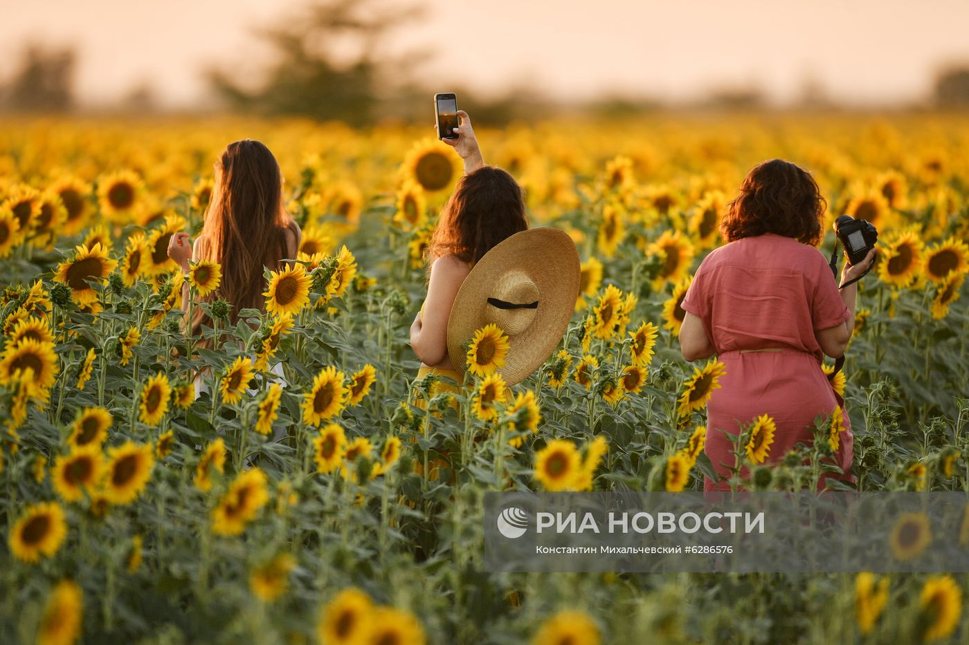 Цветение подсолнечника в Крыму