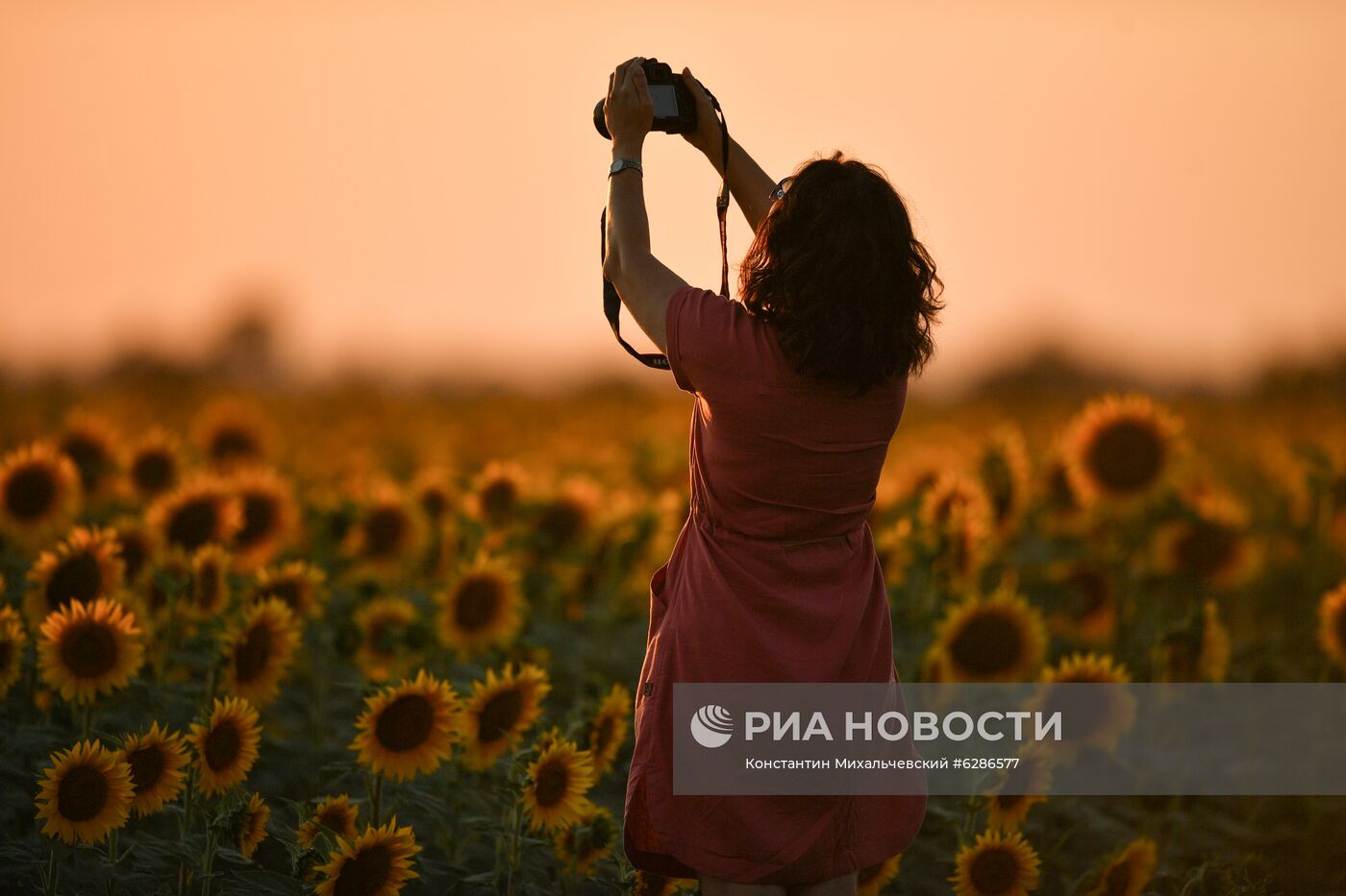Цветение подсолнечника в Крыму