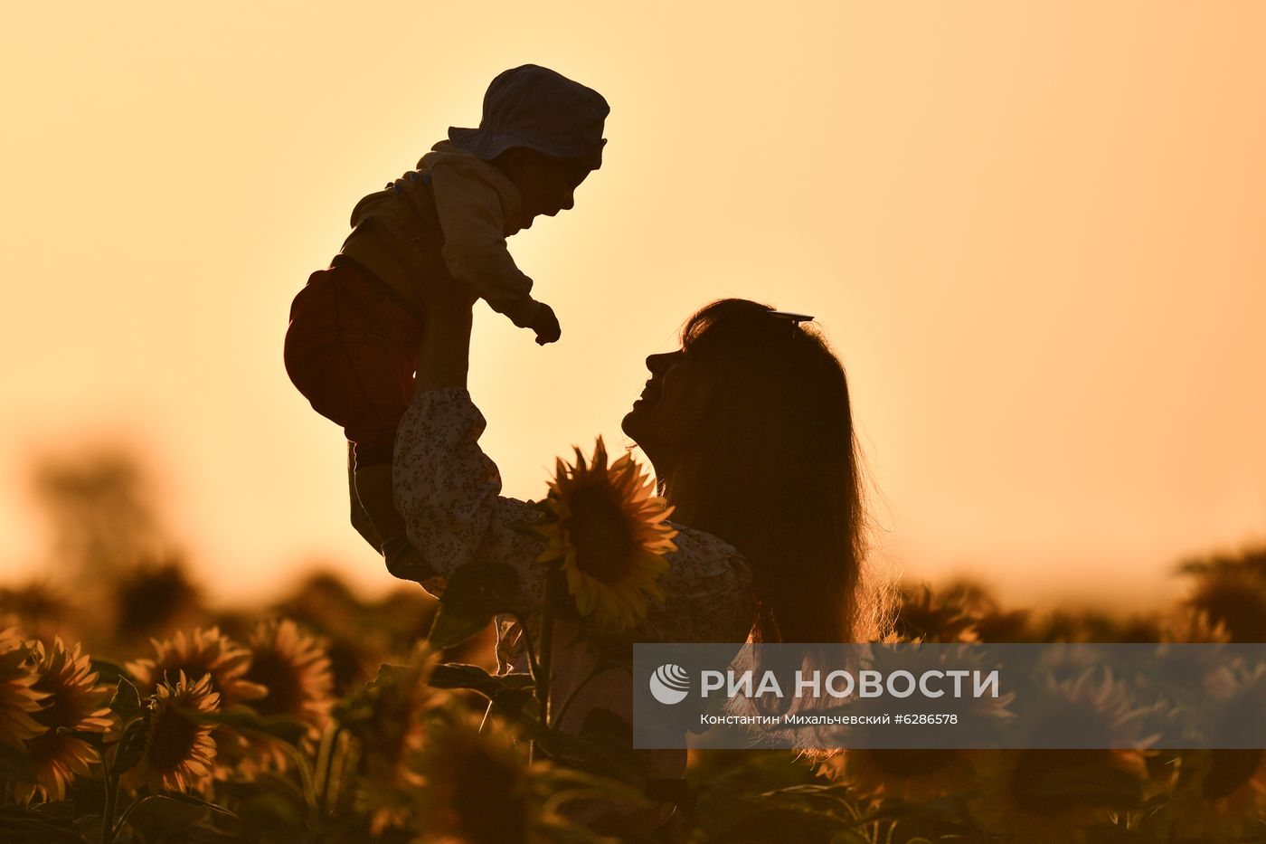 Цветение подсолнечника в Крыму