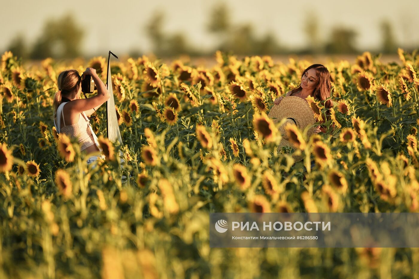 Цветение подсолнечника в Крыму