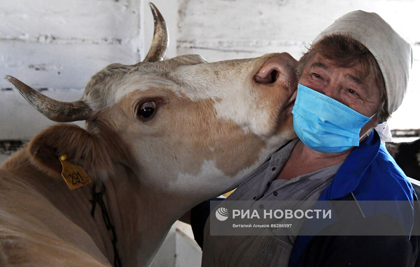 Чипирование сельскохозяйственных животных в Приморье