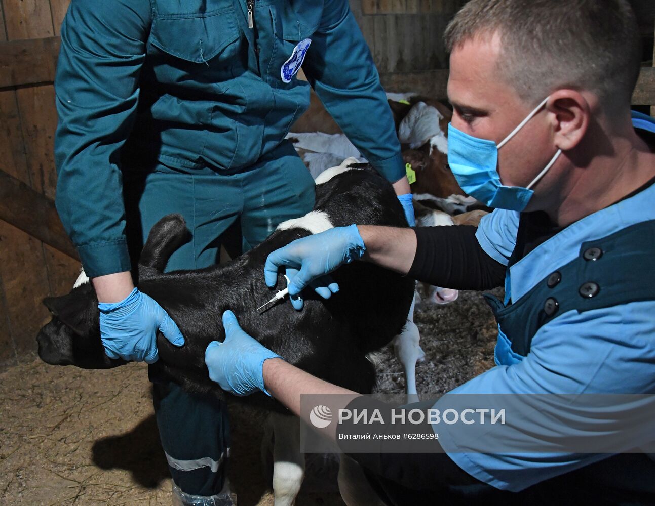 Чипирование сельскохозяйственных животных в Приморье