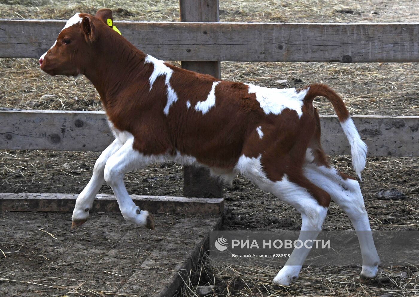 Чипирование сельскохозяйственных животных в Приморье