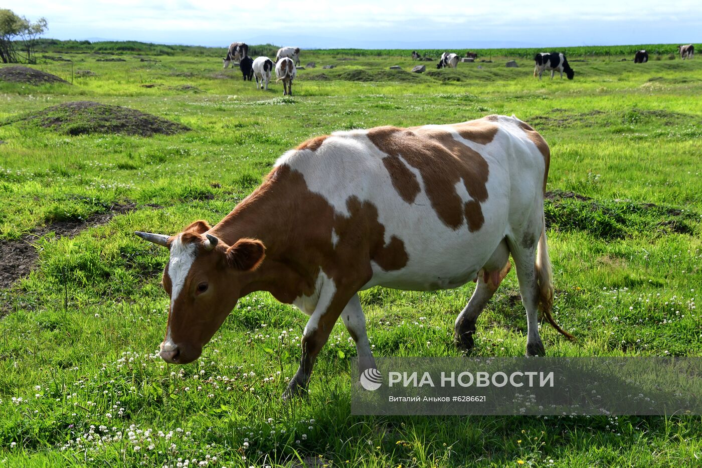 Чипирование сельскохозяйственных животных в Приморье