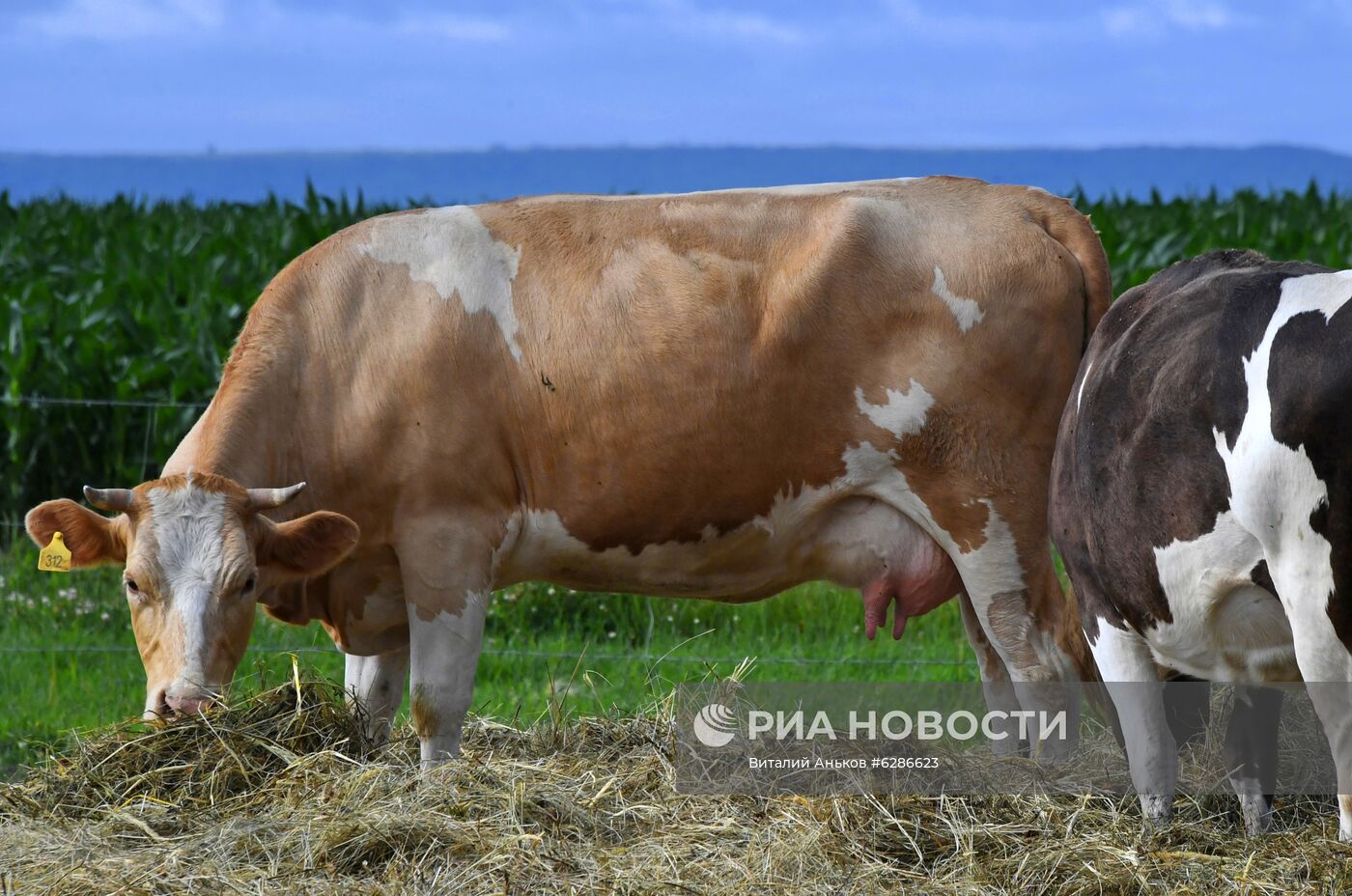 Чипирование сельскохозяйственных животных в Приморье