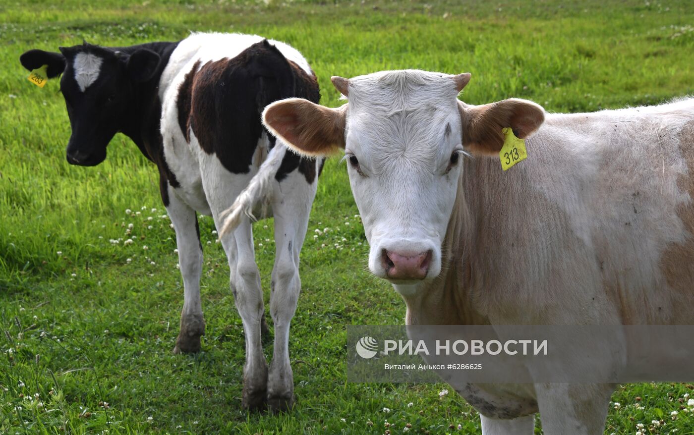 Чипирование сельскохозяйственных животных в Приморье