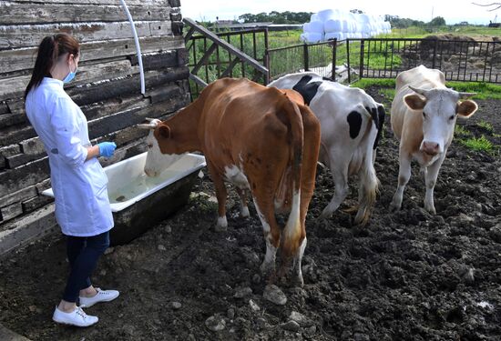Чипирование сельскохозяйственных животных в Приморье