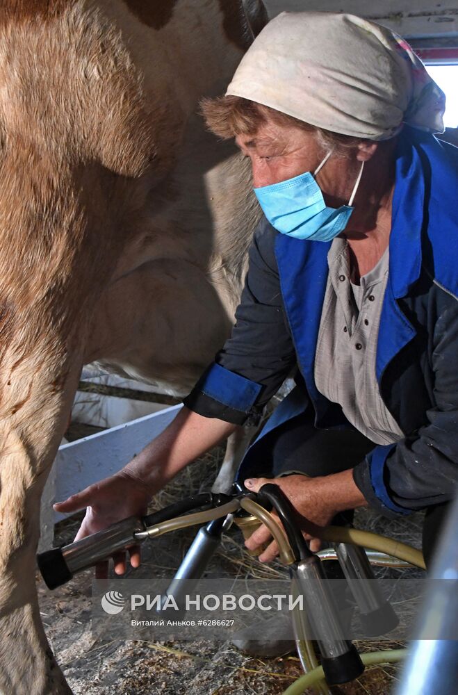Чипирование сельскохозяйственных животных в Приморье