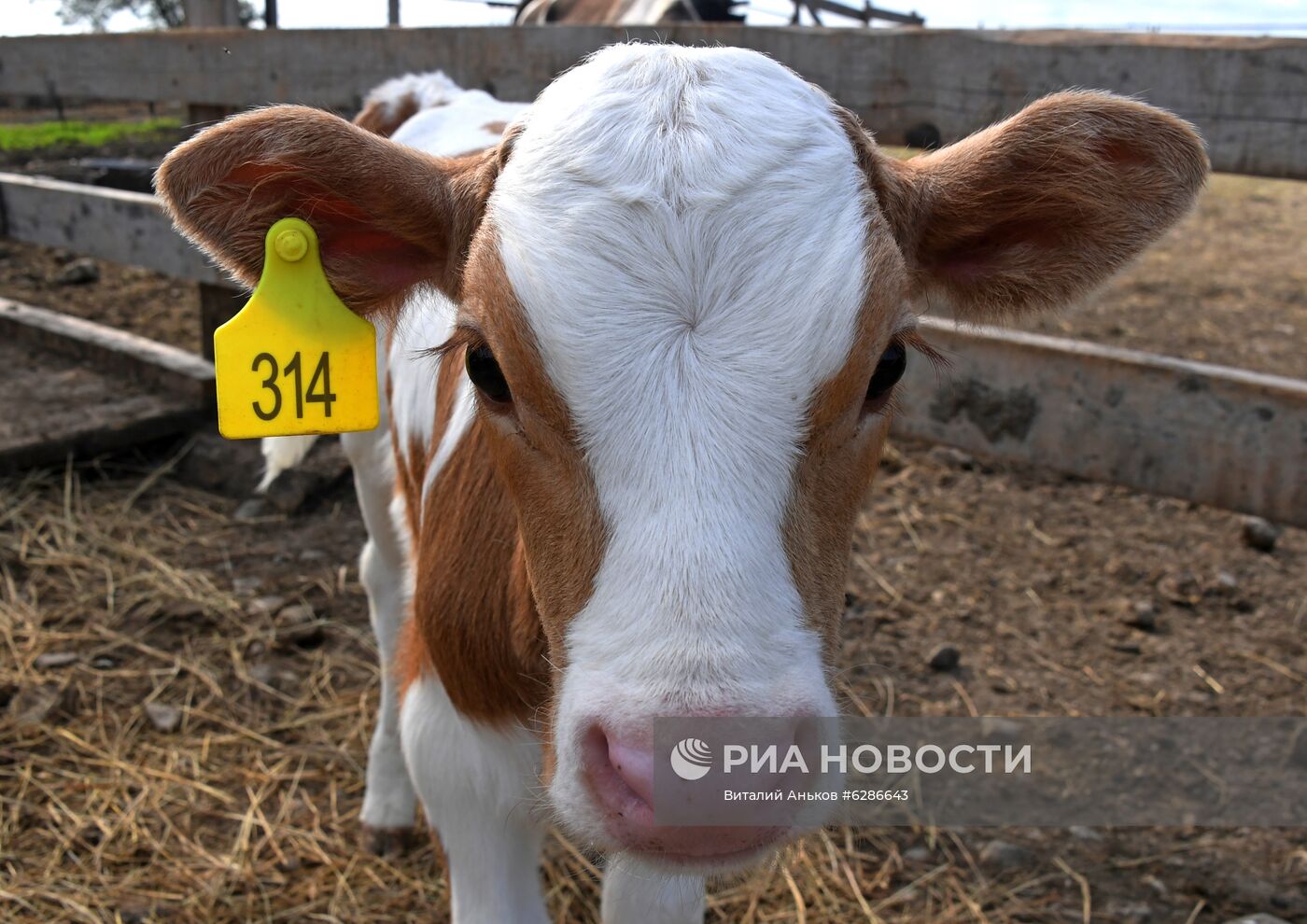 Чипирование сельскохозяйственных животных в Приморье