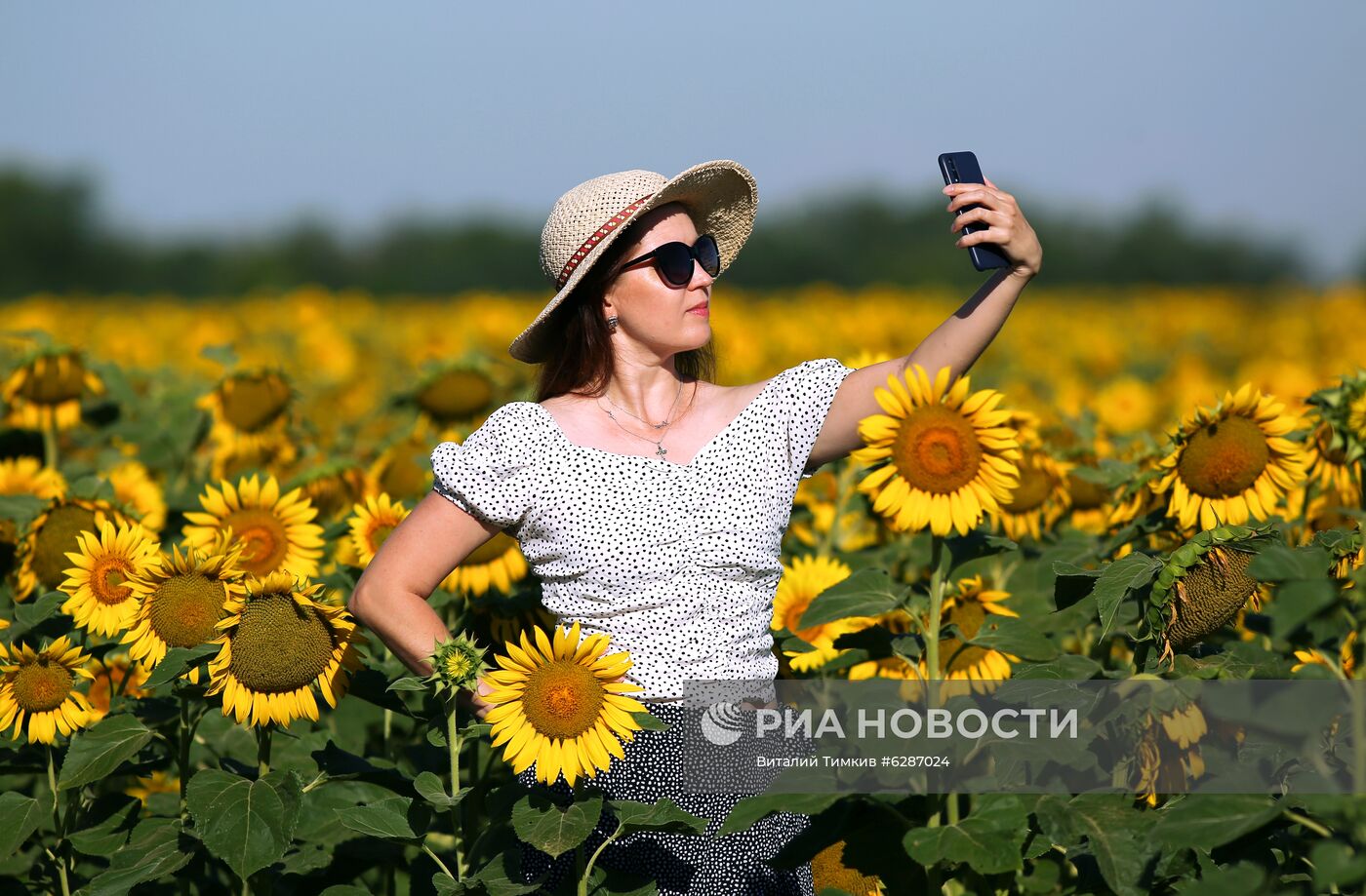 Поля с подсолнухами в Краснодарском крае