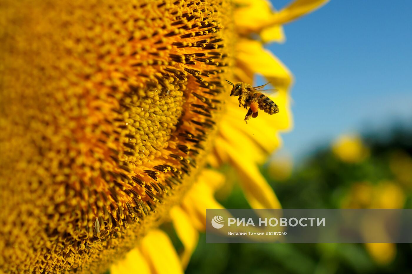 Поля с подсолнухами в Краснодарском крае