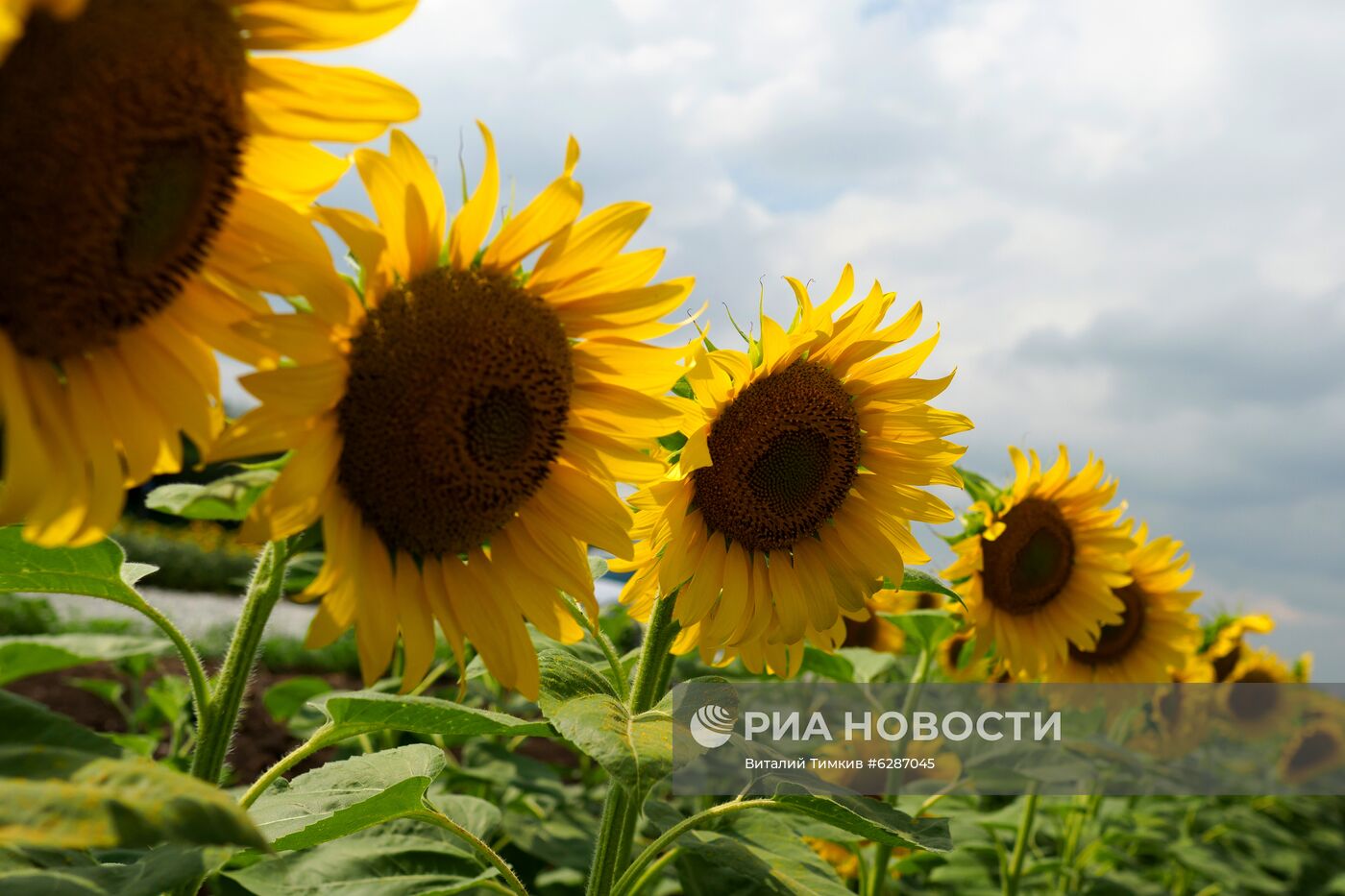 Поля с подсолнухами в Краснодарском крае