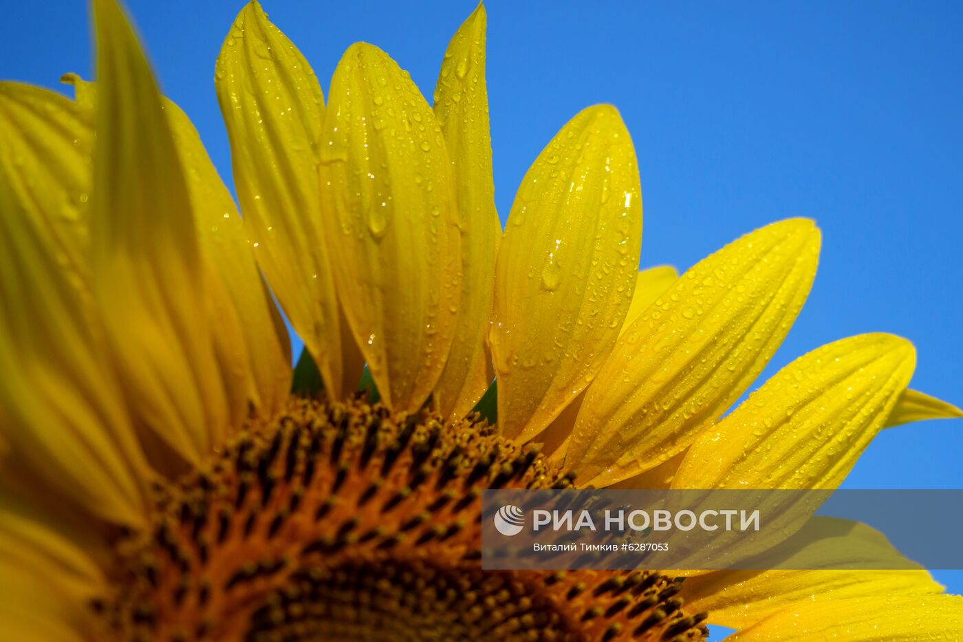Поля с подсолнухами в Краснодарском крае