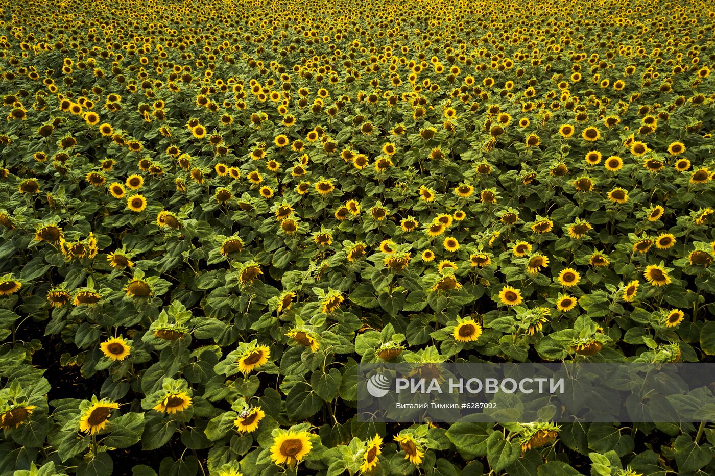 Поля с подсолнухами в Краснодарском крае