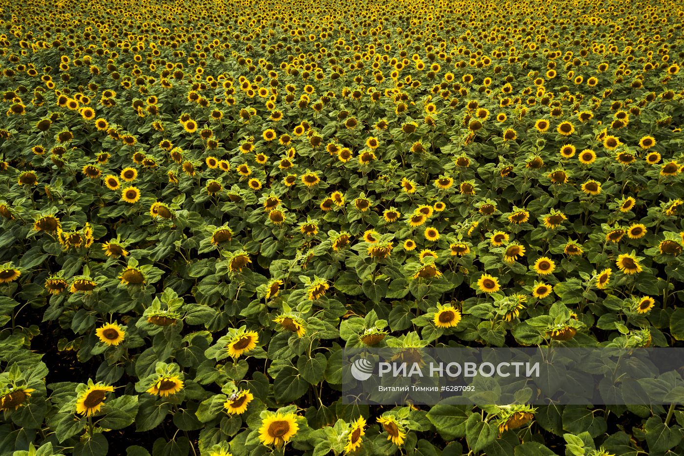 Поля с подсолнухами в Краснодарском крае