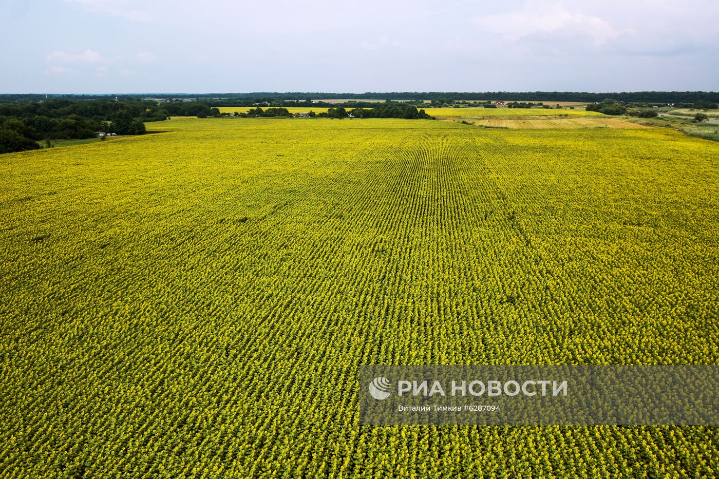 Поля с подсолнухами в Краснодарском крае