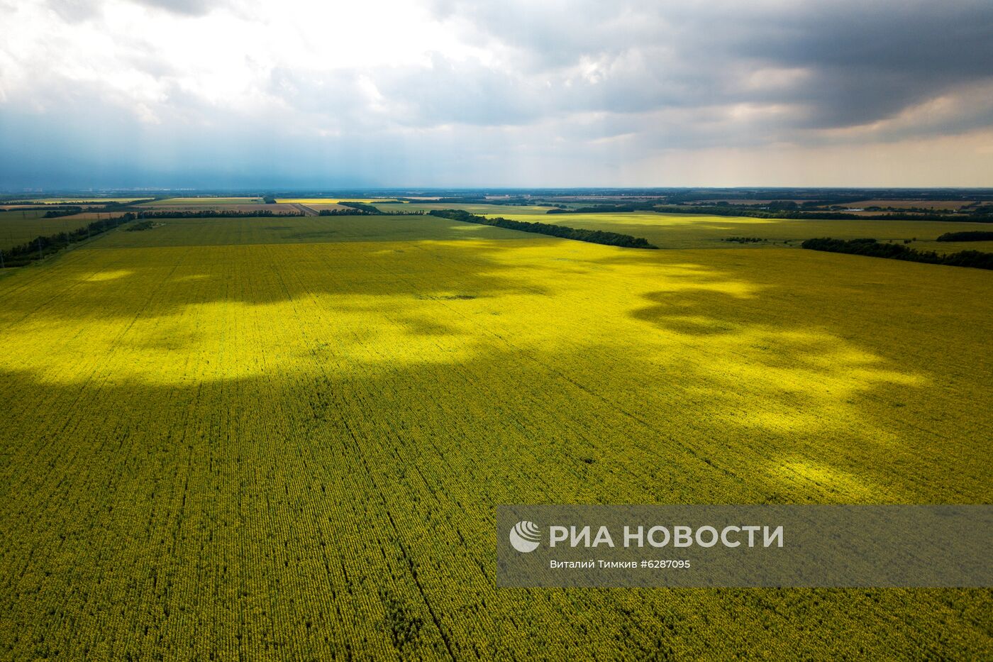 Поля с подсолнухами в Краснодарском крае