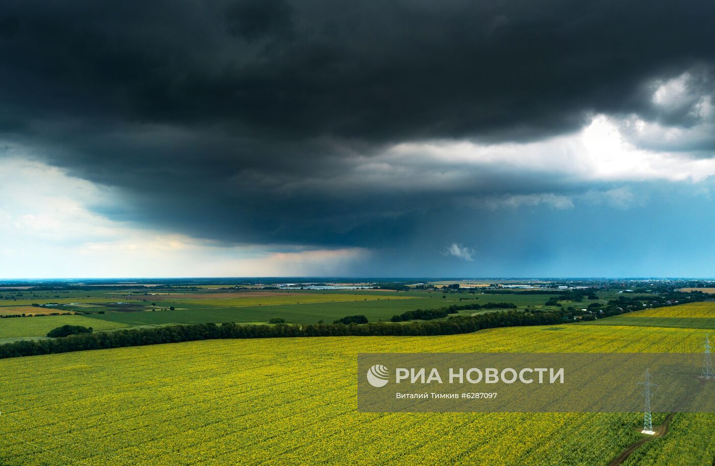 Поля с подсолнухами в Краснодарском крае