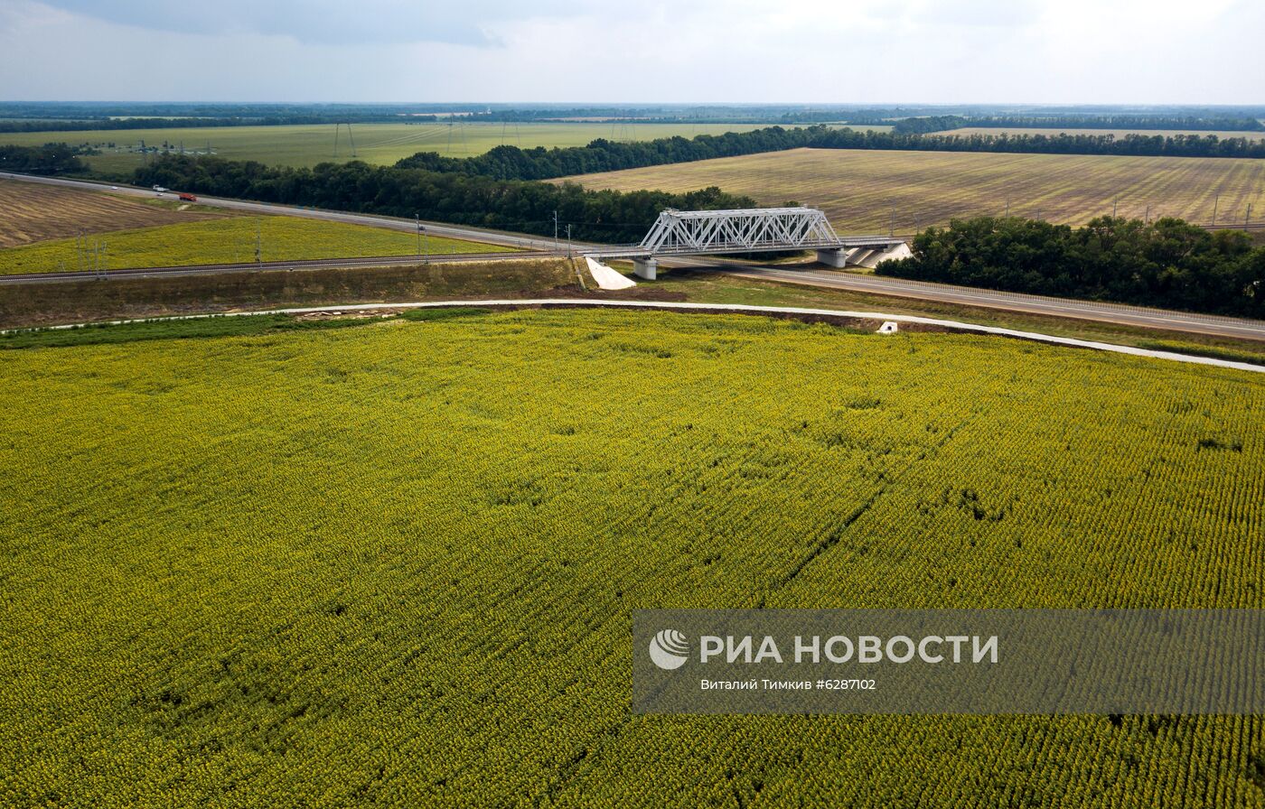 Поля с подсолнухами в Краснодарском крае