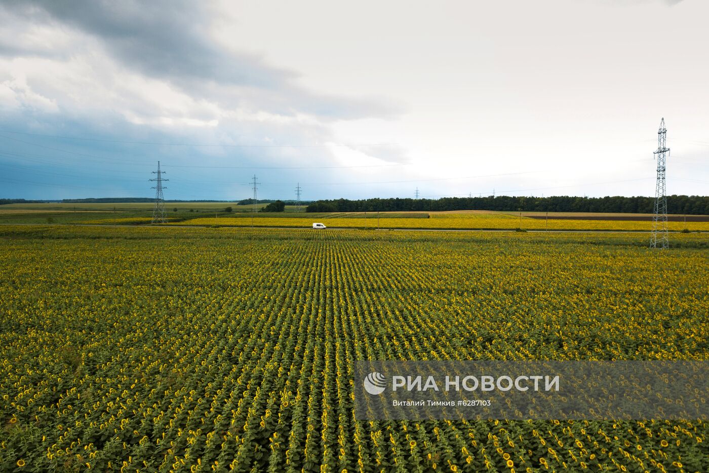 Поля с подсолнухами в Краснодарском крае