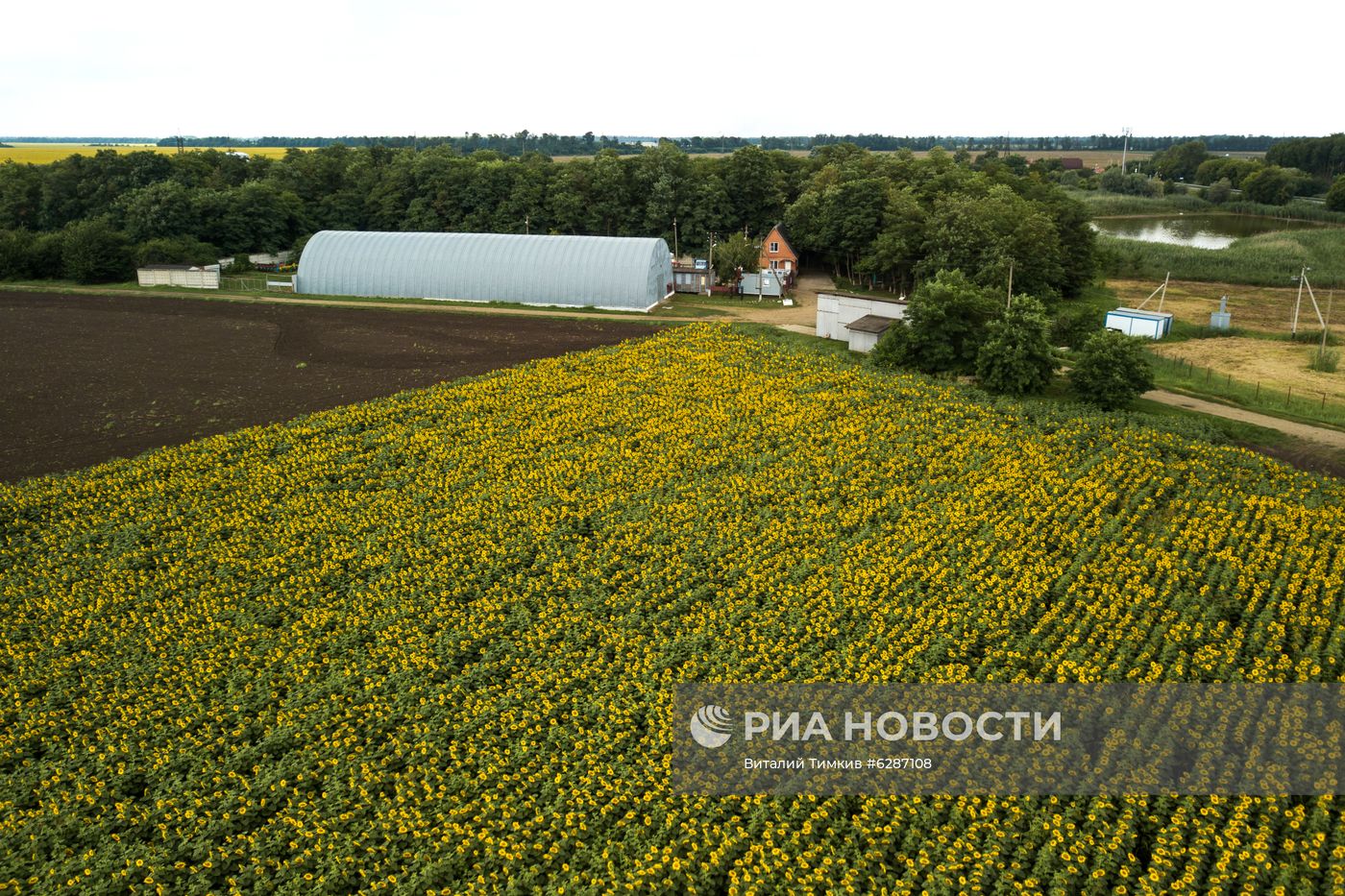 Поля с подсолнухами в Краснодарском крае