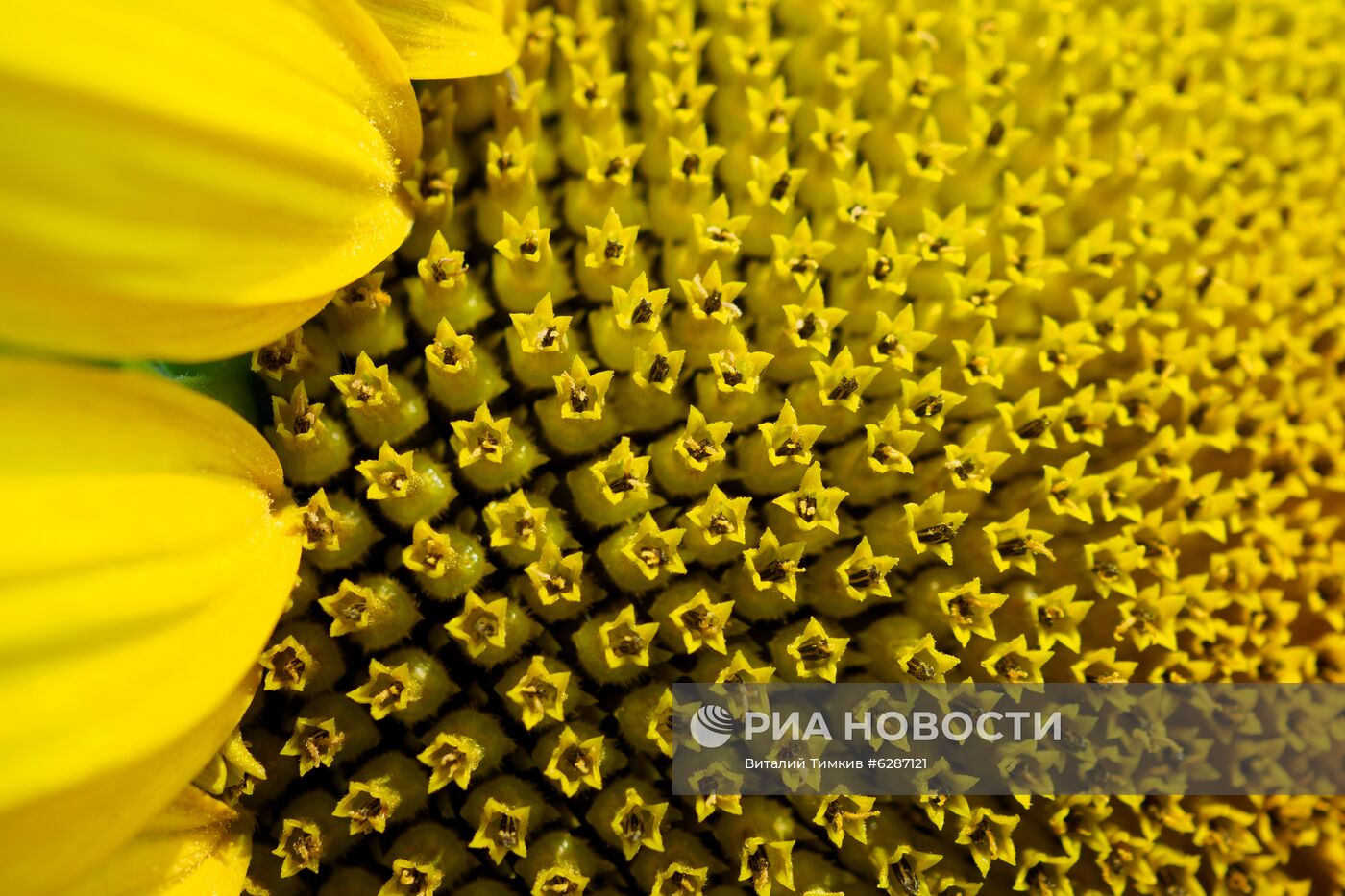 Поля с подсолнухами в Краснодарском крае