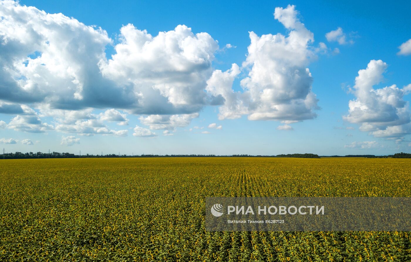 Поля с подсолнухами в Краснодарском крае