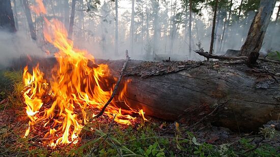 Лесные пожары в регионах России