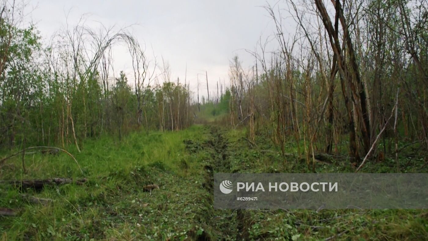 Лесные пожары в регионах России