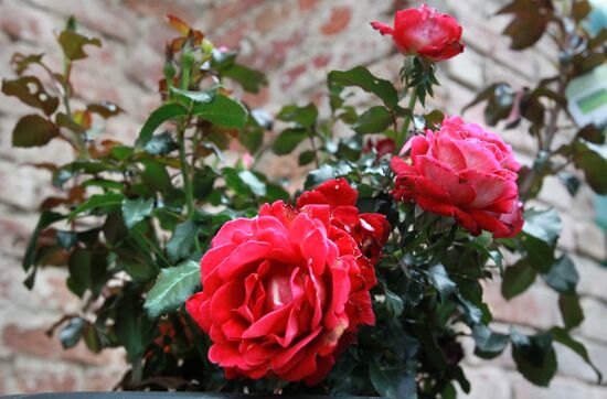 Выставка роз в Аптекарском огороде