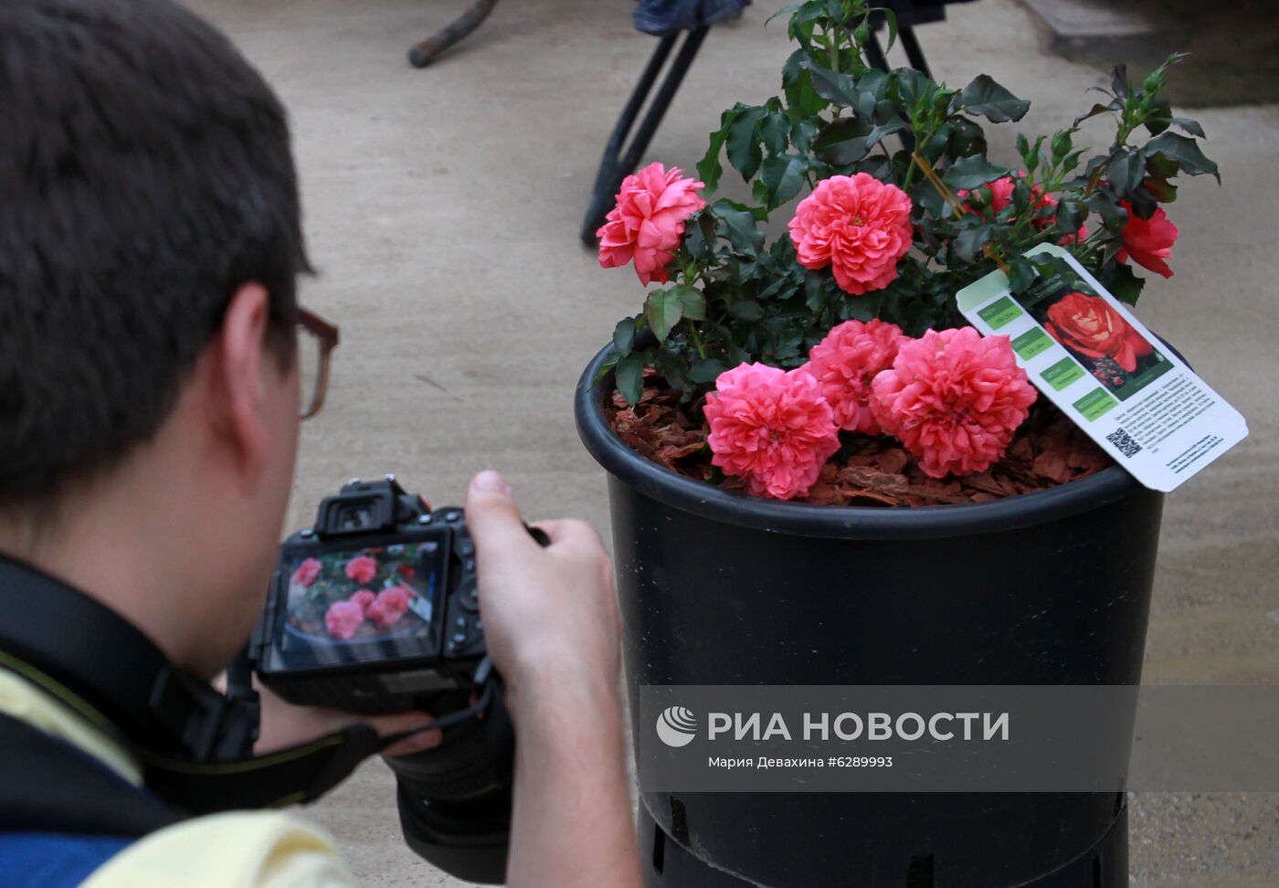 Выставка роз в Аптекарском огороде