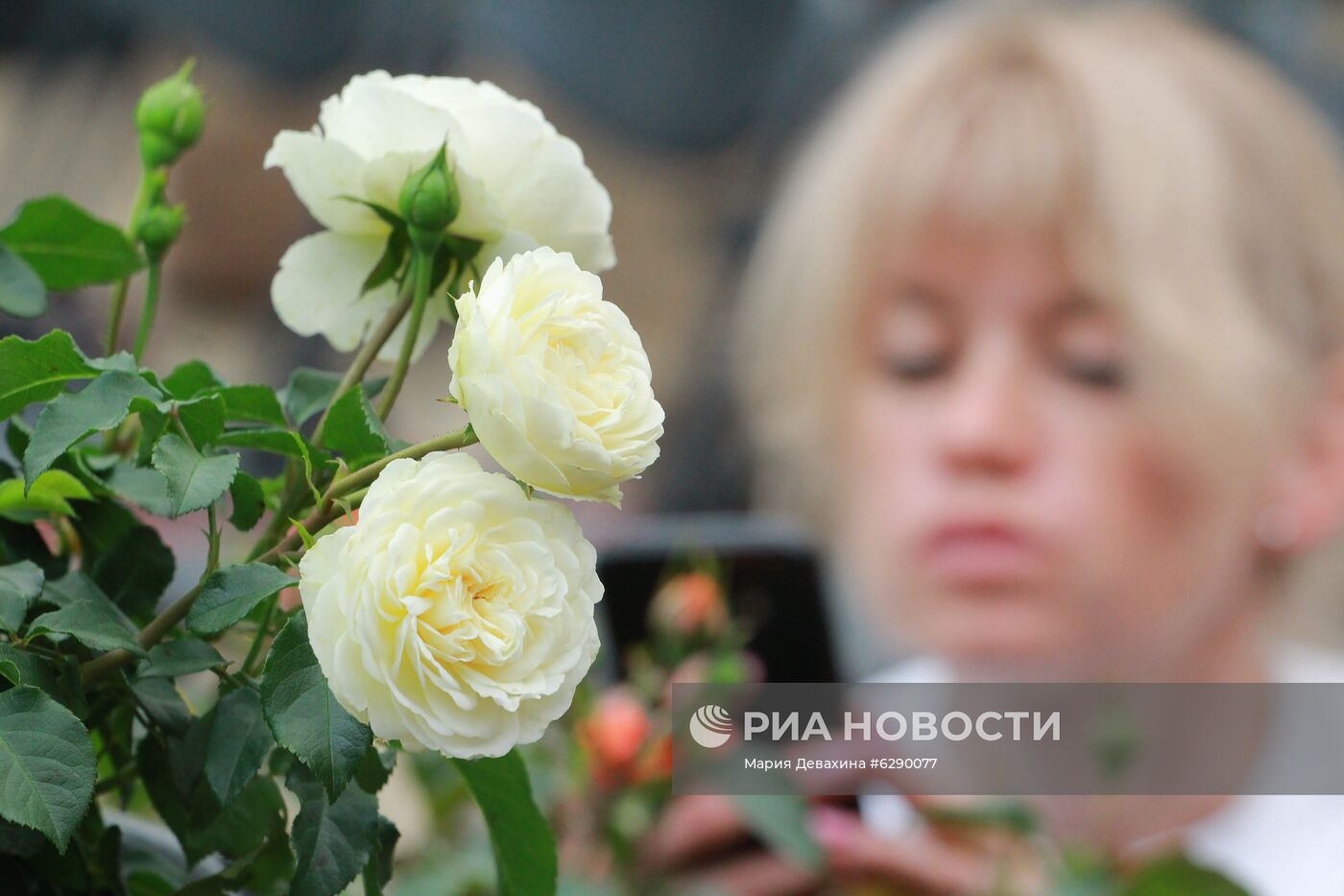 Выставка роз в Аптекарском огороде