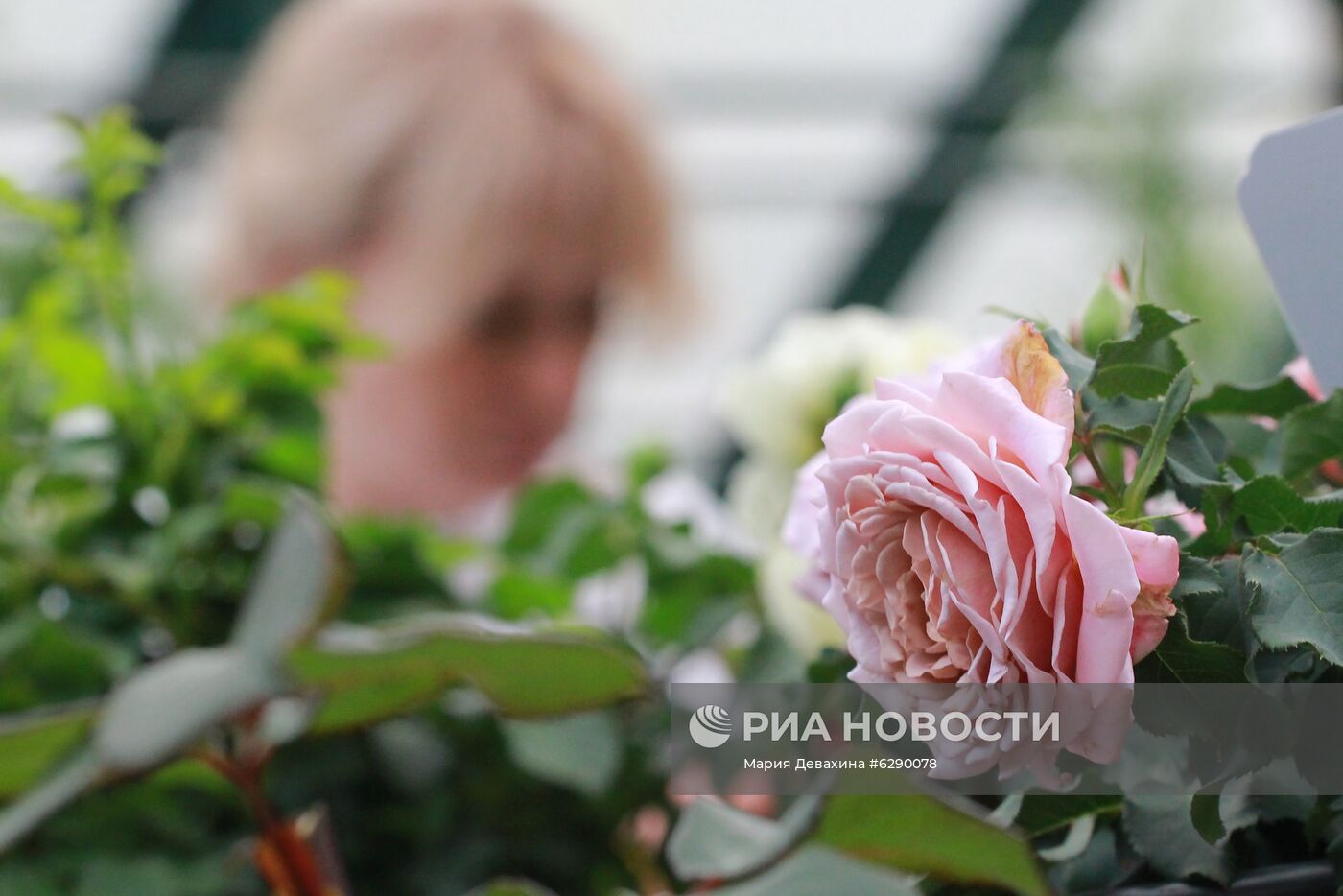 Выставка роз в Аптекарском огороде