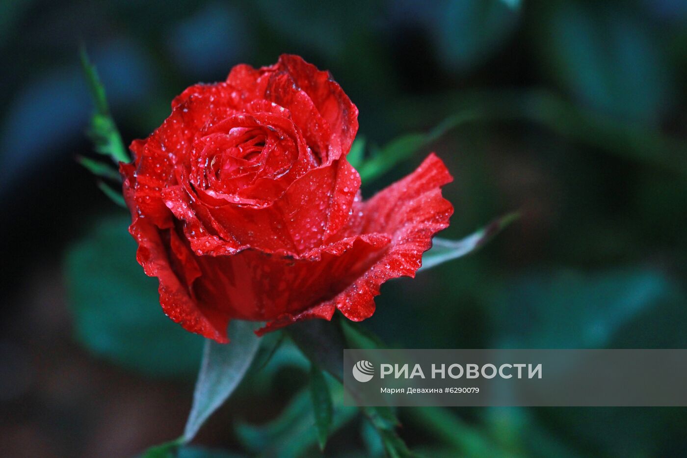 Выставка роз в Аптекарском огороде