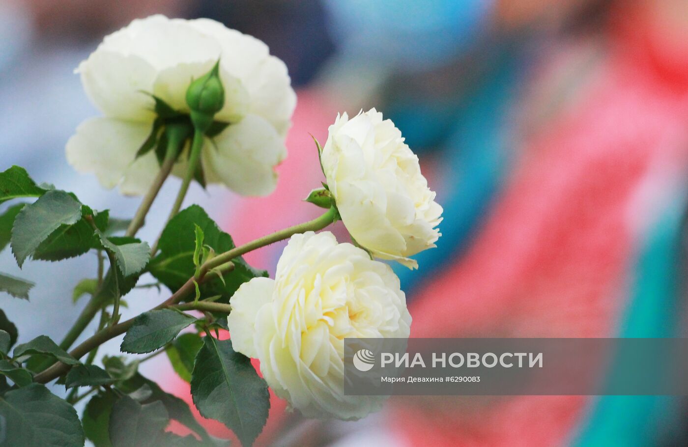 Выставка роз в Аптекарском огороде