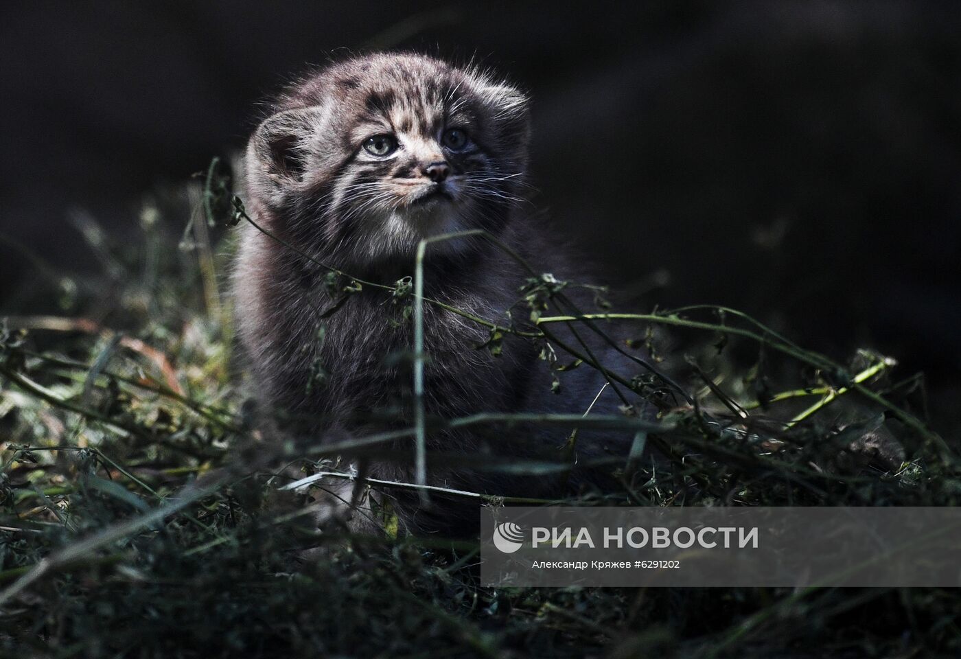 В Новосибирском зоопарке родились 16 детенышей краснокнижного манула
