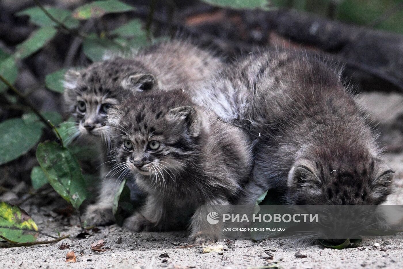 В Новосибирском зоопарке родились 16 детенышей краснокнижного манула