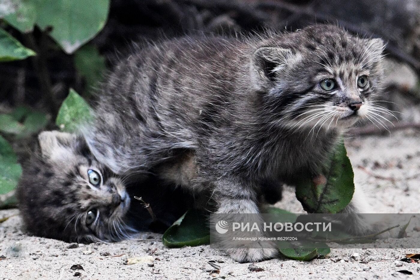 В Новосибирском зоопарке родились 16 детенышей краснокнижного манула