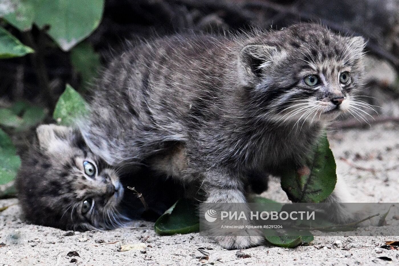 В Новосибирском зоопарке родились 16 детенышей краснокнижного манула