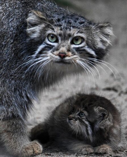 В Новосибирском зоопарке родились 16 детенышей краснокнижного манула